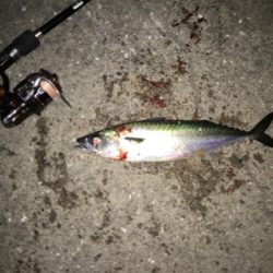 この時期にサバ？