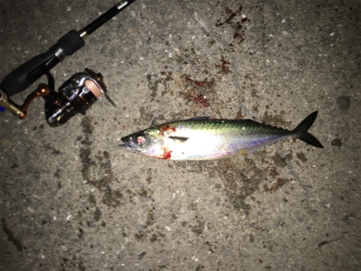 この時期にサバ？