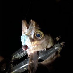 ちびっ子フィーバー