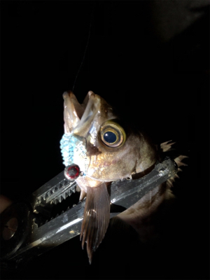 ちびっ子フィーバー