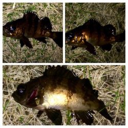 メバリンガー1830〜1930