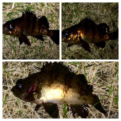 メバリンガー1830〜1930