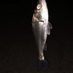 サバ祭り チョイとチーバス