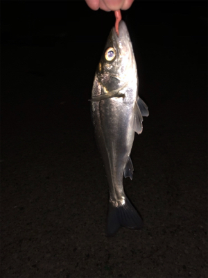サバ祭り チョイとチーバス