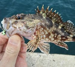 2019年4月13日釣行in鷹島