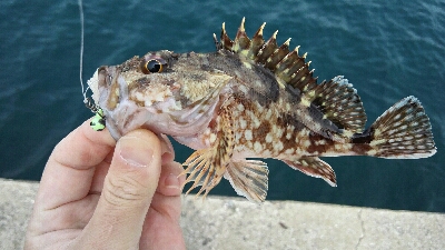 2019年4月13日釣行in鷹島