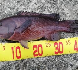 タンコブゲーム!70㎝オーバー!