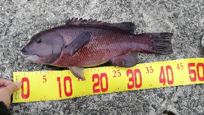 タンコブゲーム!70㎝オーバー!