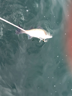 DAYでシーバス？