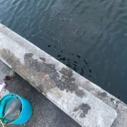 サバ釣れてますよ！