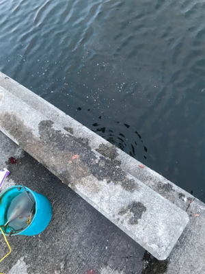 サバ釣れてますよ！