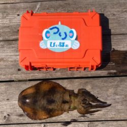 つりぴぃぽぉ釣果