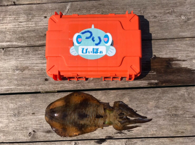 つりぴぃぽぉ釣果