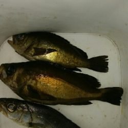 激渋プラッギングゲーム