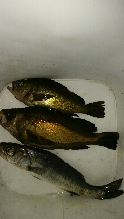 激渋プラッギングゲーム