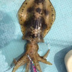 タイラバ エギング