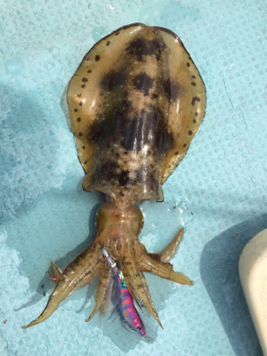 タイラバ エギング