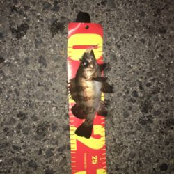 やっと釣れた(´∀`)