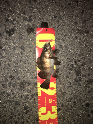 やっと釣れた(´∀`)