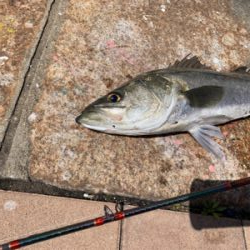 回遊シーバスで記録更新♫