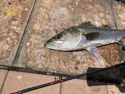 回遊シーバスで記録更新♫