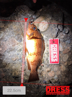 メバル、アジ狙いで