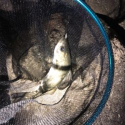 久々のライトゲーム