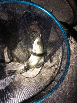 久々のライトゲーム