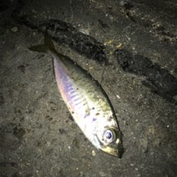 今年初アジング