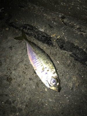 今年初アジング