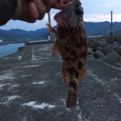 エギング 穴釣り