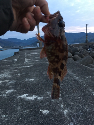 エギング 穴釣り