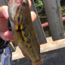 石垣島！ハゼ！