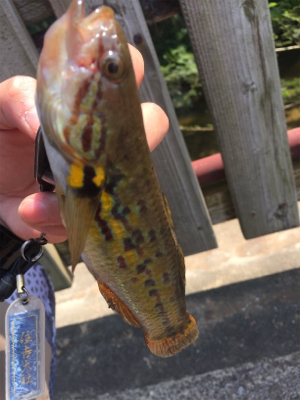 石垣島！ハゼ！