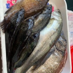 初乗船にてメバル釣り