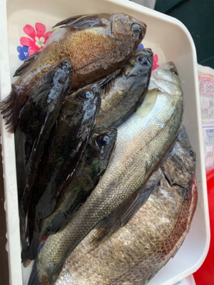 初乗船にてメバル釣り