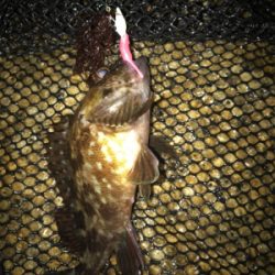 やっぱりミニガシラのみ…σ(^_^;)