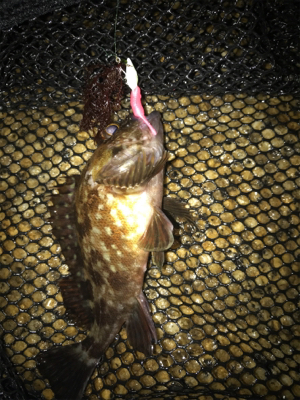 やっぱりミニガシラのみ…σ(^_^;)