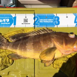 出た！！ビッグアコウ！マイボートで丹後タイラバ釣行