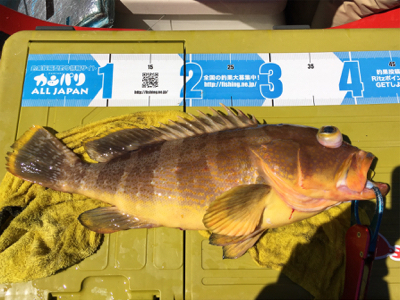 出た！！ビッグアコウ！マイボートで丹後タイラバ釣行