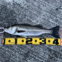 大阪南港での エビ撒き釣果！