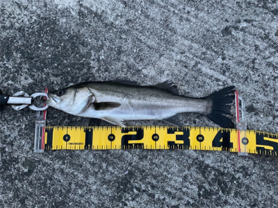 大阪南港での エビ撒き釣果！