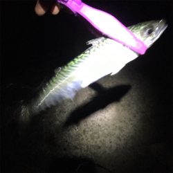 食コンアジング