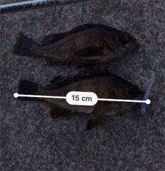 久々のメバリング