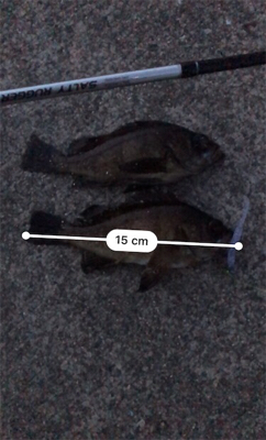 久々のメバリング