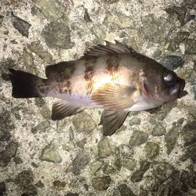 夕まずめからのナイトゲーム