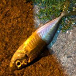 仕事終わりアジング