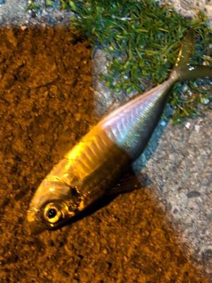 仕事終わりアジング