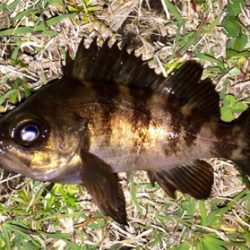 メバリンガー1855〜1935