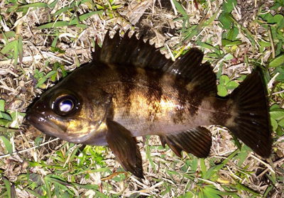 メバリンガー1855〜1935